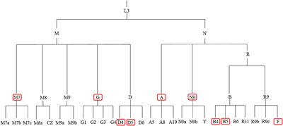 Contribution of Mitochondrial DNA Variation to Chronic Disease in East Asian Populations